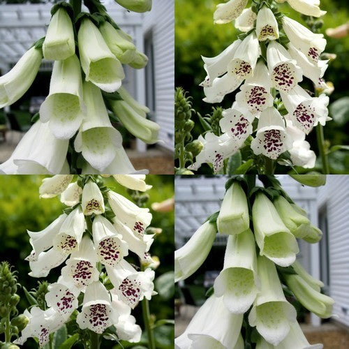 Digitalis purpurea 'Alba'