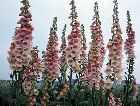 Digitalis purpurea 'Apricot Beauty'
