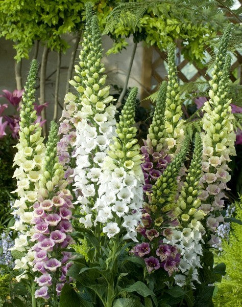 Digitalis purpurea 'Candy Mountain Mixed'