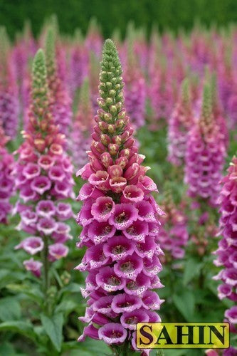 Digitalis purpurea 'Candy Mountain Rose'