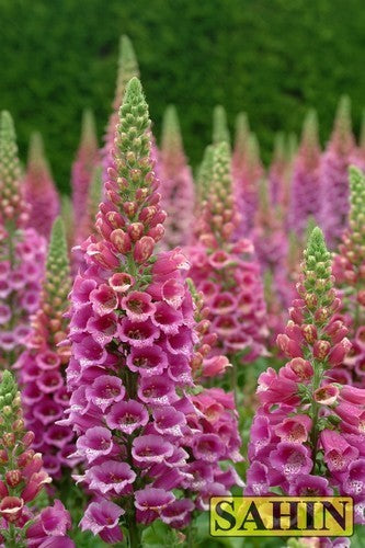 Digitalis purpurea 'Candy Mountain Rose'