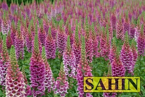 Digitalis purpurea 'Candy Mountain Rose'