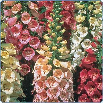 Digitalis purpurea 'Excelsior Mixed'