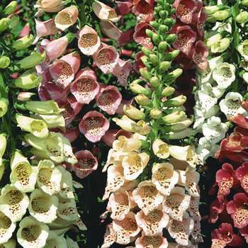 Digitalis purpurea 'Excelsior Mixed'