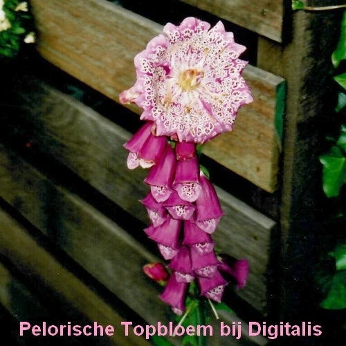 Digitalis purpurea 'Excelsior Mixed'