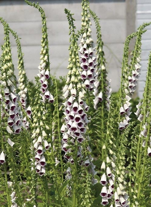 Digitalis purpurea 'Pam'S Choice''