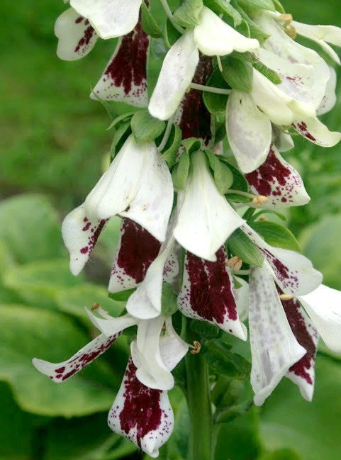 Digitalis purpurea 'Pam'S Split''