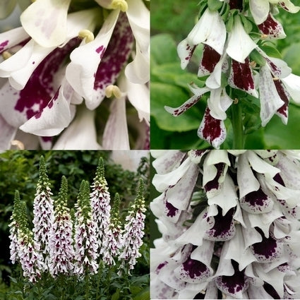 Digitalis purpurea 'Pam'S Split''