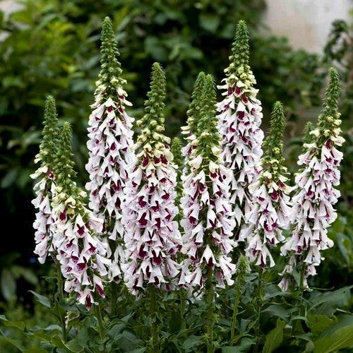 Digitalis purpurea 'Pam'S Split''
