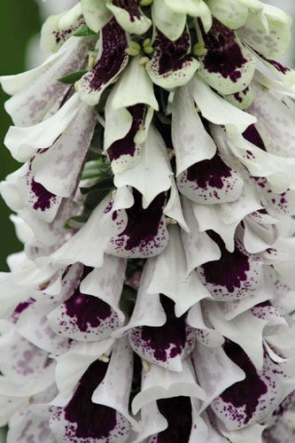 Digitalis purpurea 'Pam'S Split''