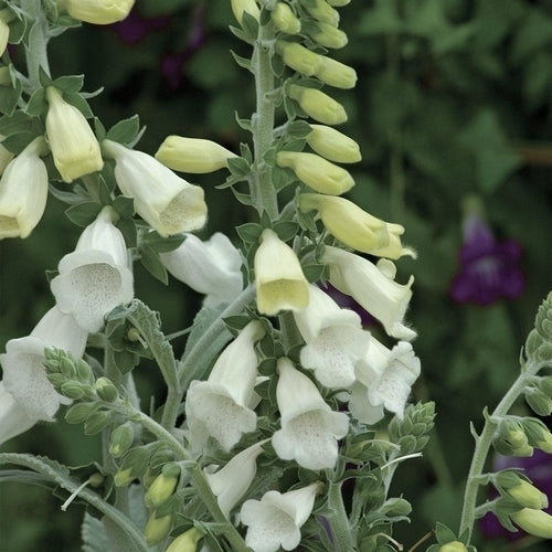 Digitalis purpurea ssp heywoodii 'Silver Fox'