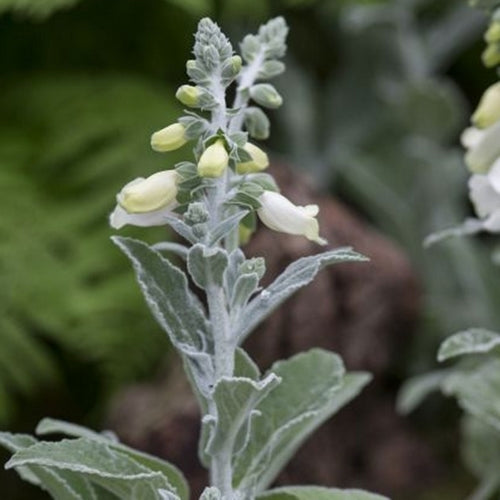 Digitalis purpurea ssp heywoodii 'Silver Fox'