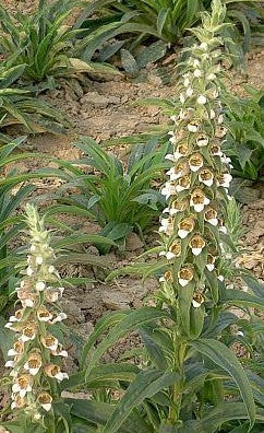 Digitalis trojana 'Helen of Troy'