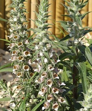 Digitalis trojana 'Helen of Troy'