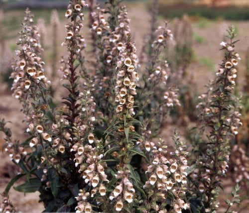 Digitalis trojana 'Helen of Troy'