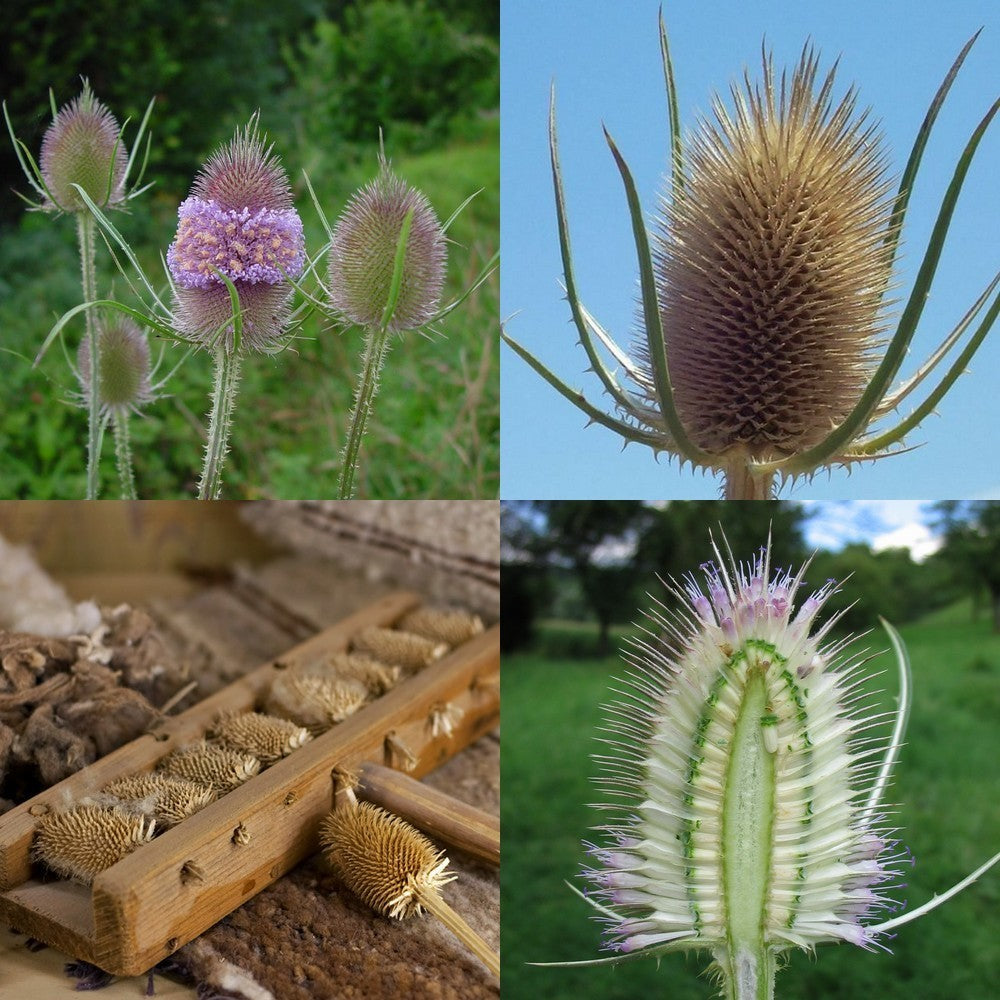 Dipsacus fullonum ssp sativum