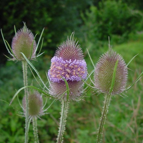 Dipsacus fullonum ssp sativum