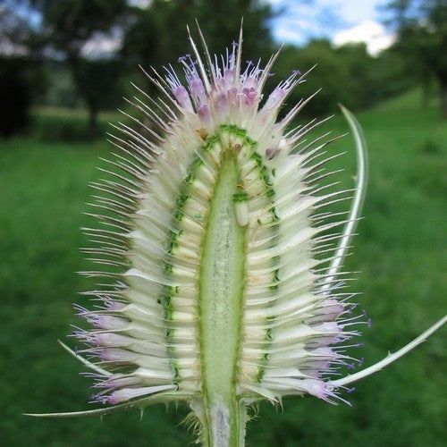 Dipsacus fullonum ssp sativum