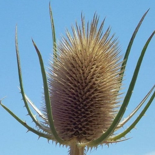 Dipsacus fullonum ssp sativum
