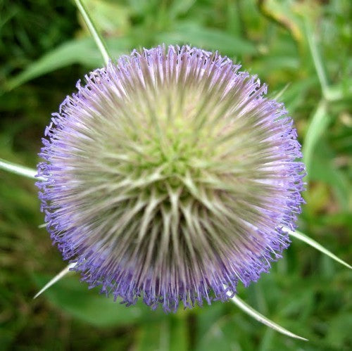 Dipsacus fullonum ssp sativum