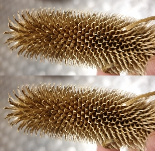 Dipsacus fullonum ssp sativum