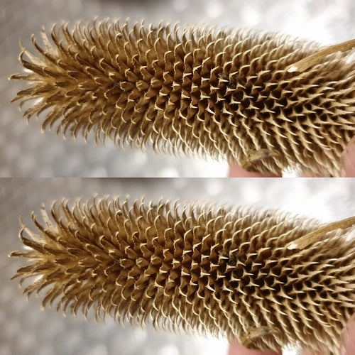 Dipsacus fullonum ssp sativum