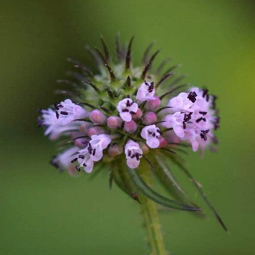 Dipsacus japonicus
