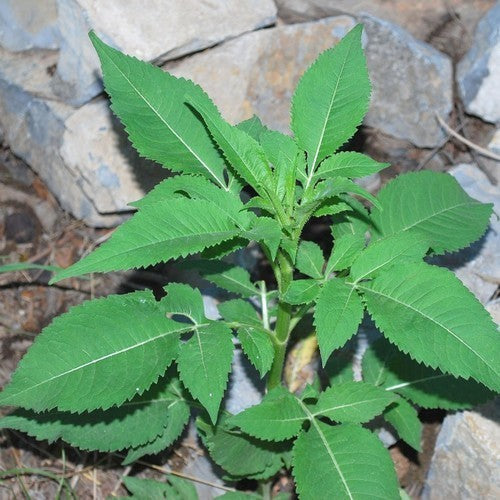 Dipsacus japonicus