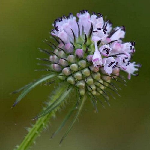 Dipsacus japonicus