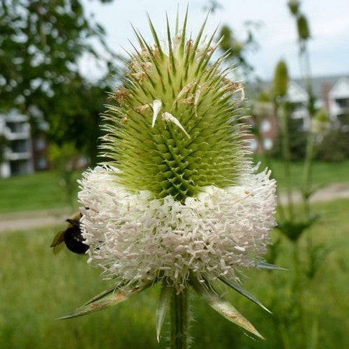 Dipsacus laciniatus