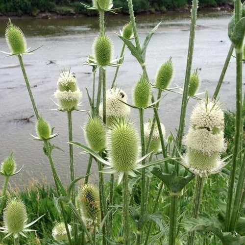 Dipsacus laciniatus