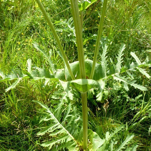 Dipsacus laciniatus