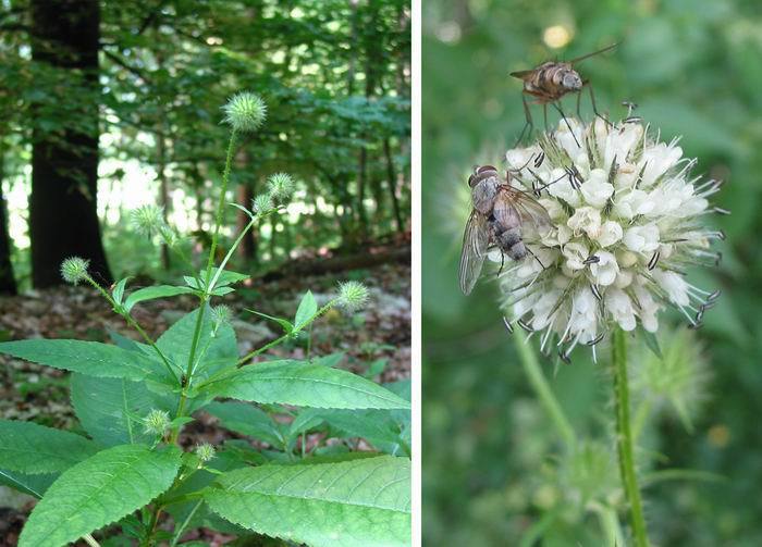 Dipsacus pilosus