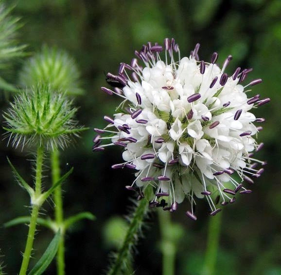 Dipsacus pilosus