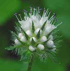 Dipsacus pilosus