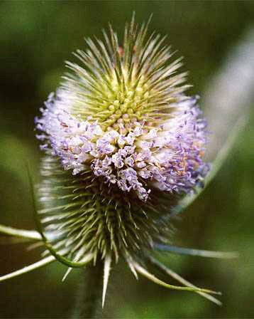 Dipsacus sativus