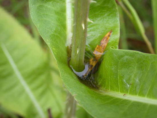 Dipsacus sativus