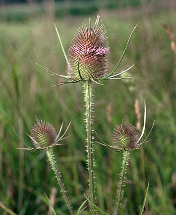 Dipsacus sativus