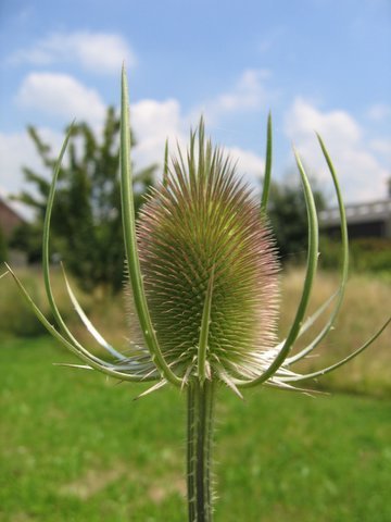 Dipsacus sativus