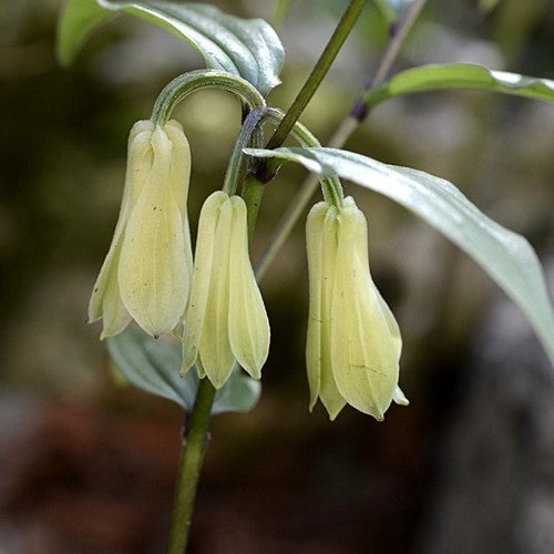 Disporum cantoniense 'Green Giant'
