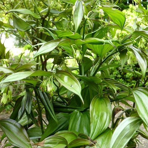 Disporum cantoniense 'Green Giant'