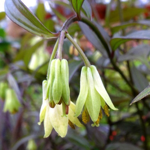 Disporum cantoniense 'Night Heron'