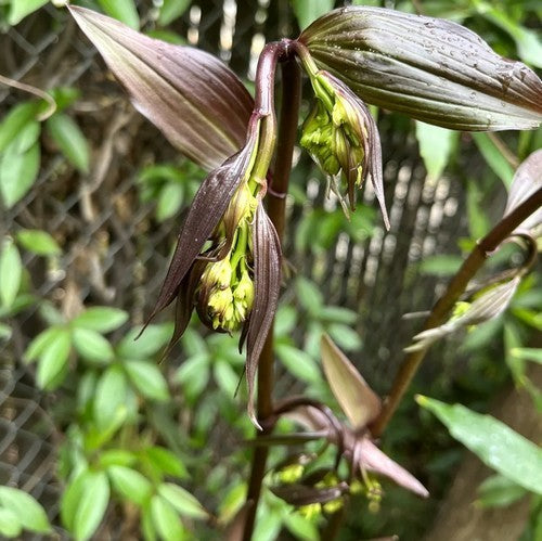 Disporum cantoniense 'Night Heron'
