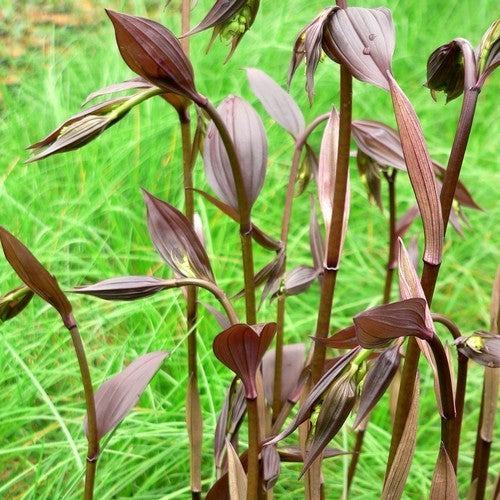 Disporum cantoniense 'Night Heron'