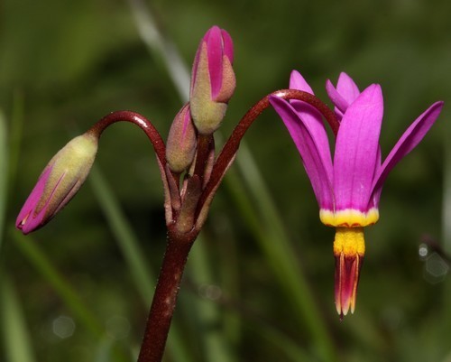 Dodecatheon jeffreyi