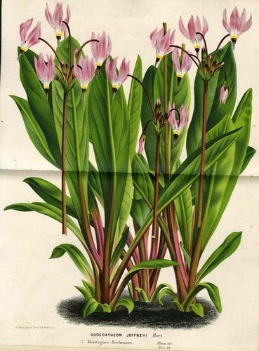 Dodecatheon jeffreyi