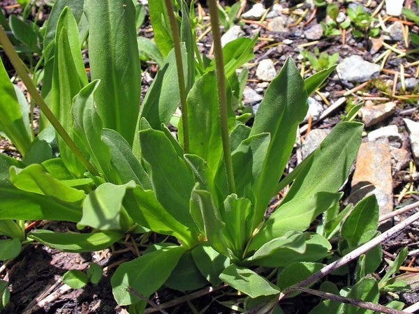 Dodecatheon jeffreyi
