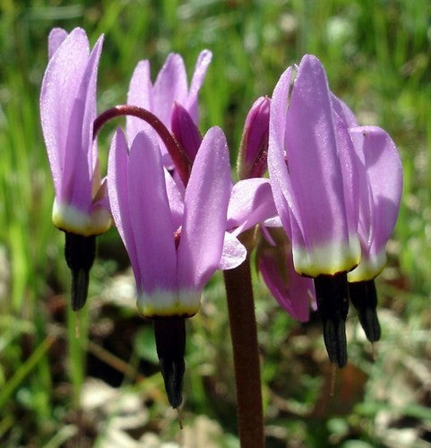 Dodecatheon jeffreyi