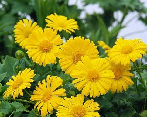 Doronicum orientale