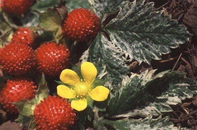 Duchesnea indica 'Harlequin'